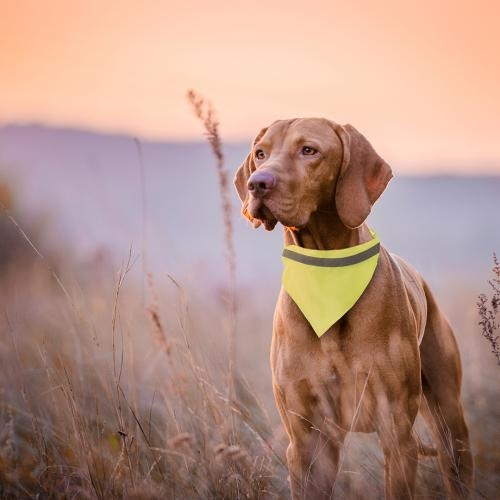 Dieren Halsdoek-Halsband Bipols geel